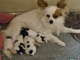 Papillon dogs for sale - Advert 1