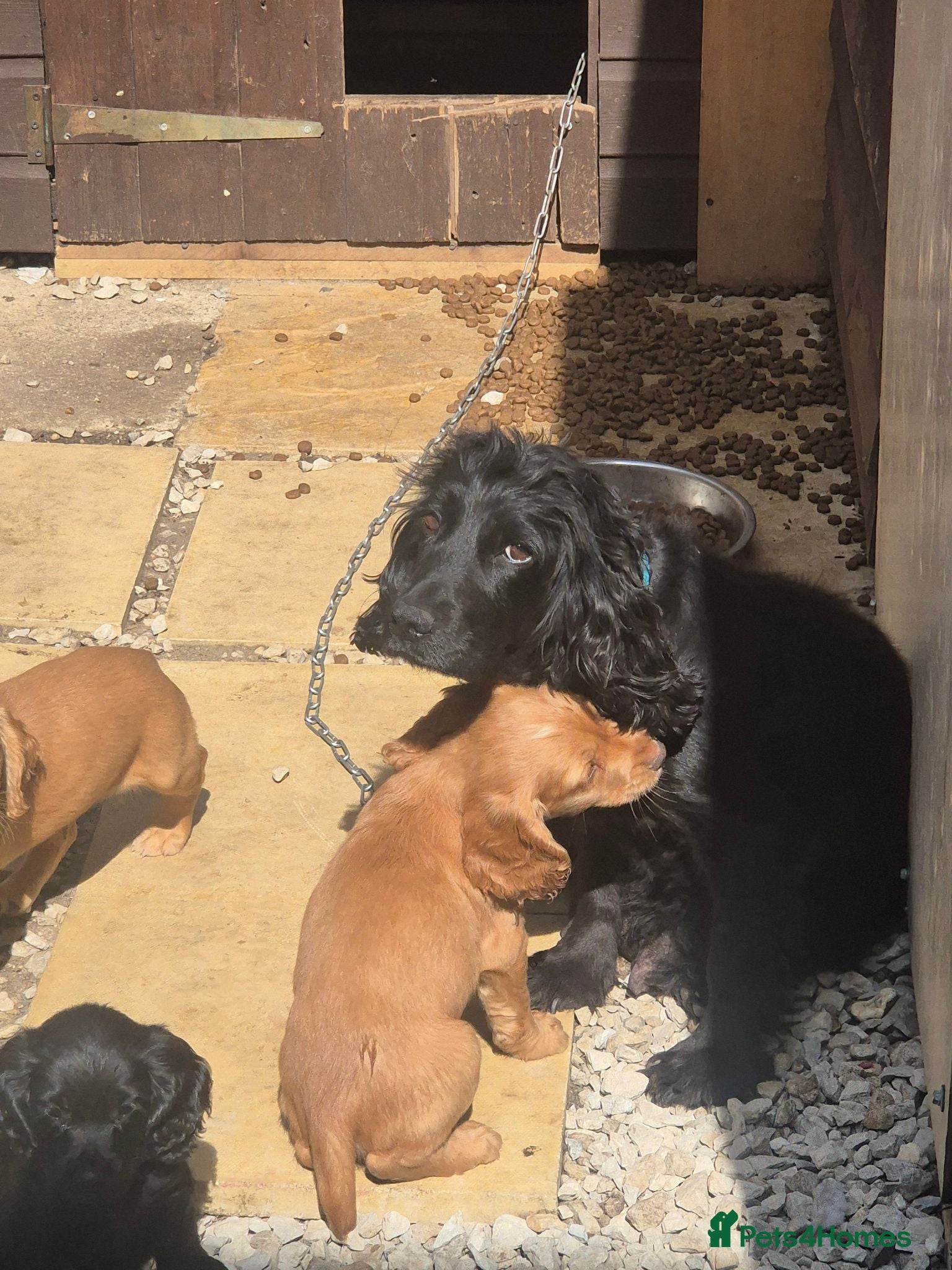 Cocker Spaniel dogs Cocker Spaniel puppies for sale  - Advert 4