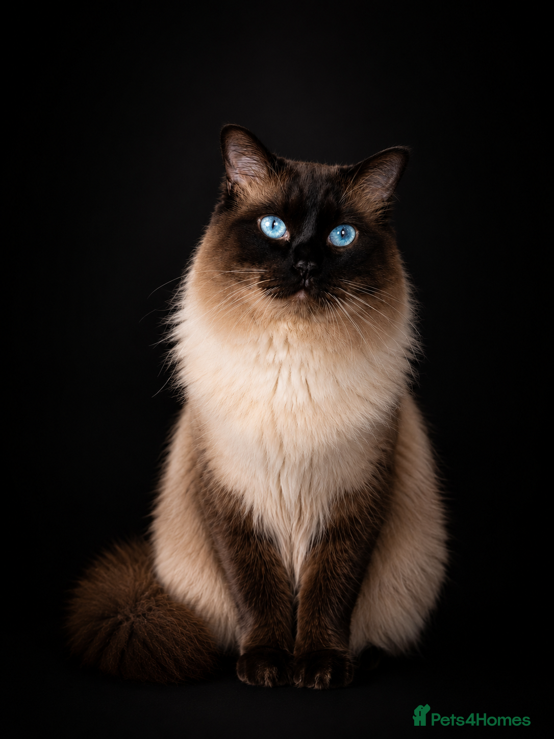 Ragdoll cats Beautiful Ragdoll Stud  - Advert 4