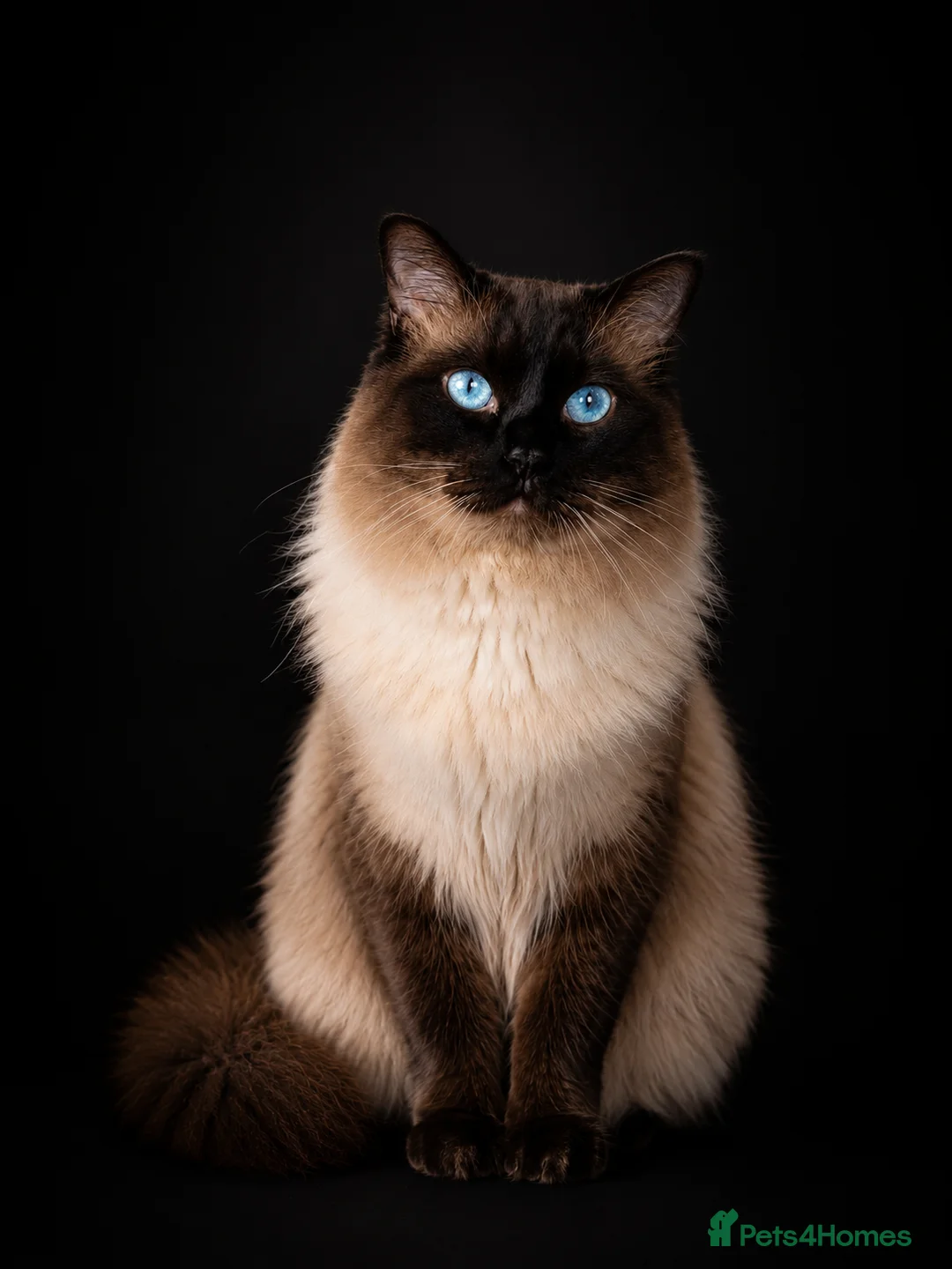 Ragdoll cats for stud: Beautiful Ragdoll Stud  - Advert 1