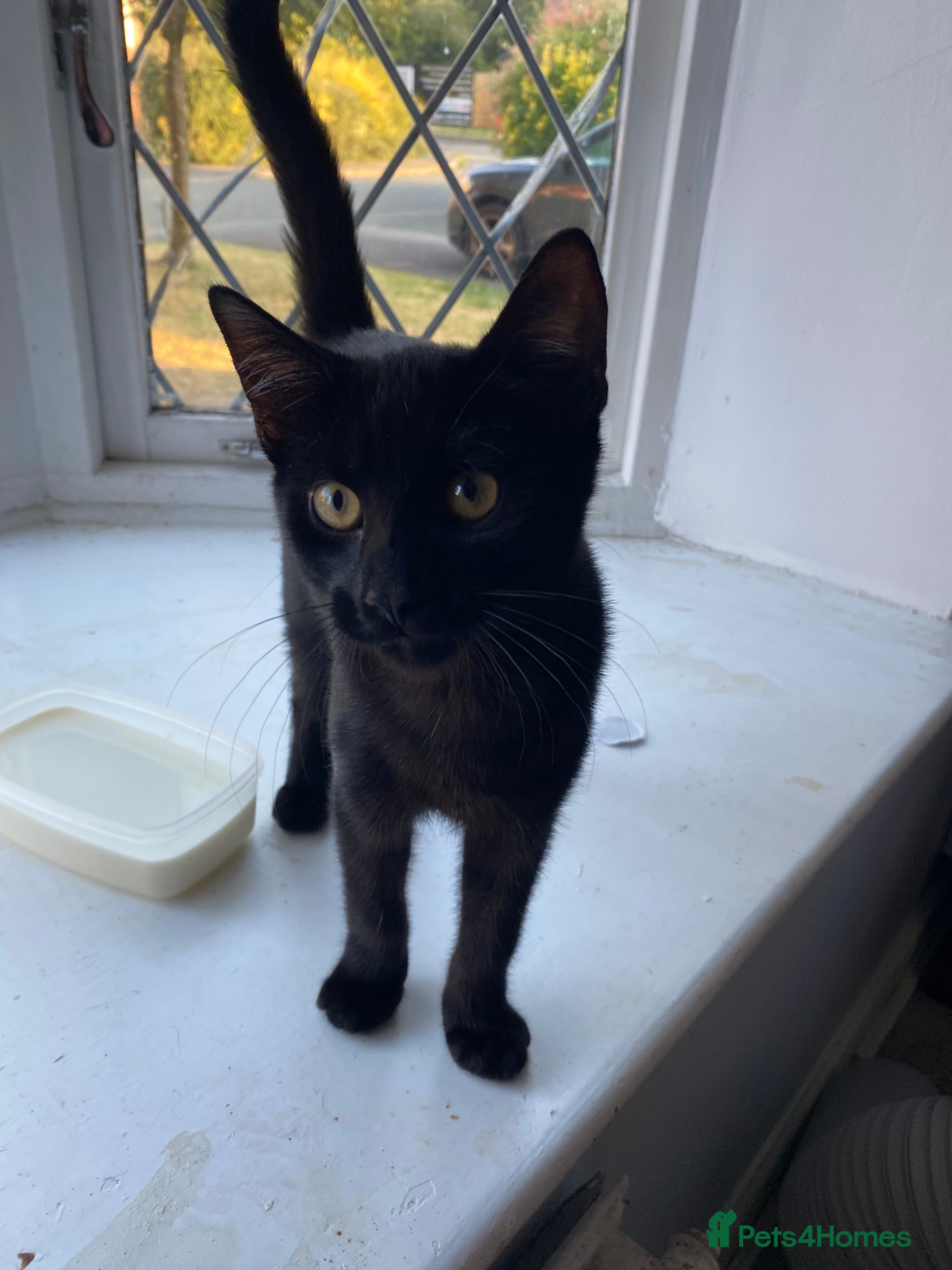 Mixed Breed cats One male one female - Advert 10
