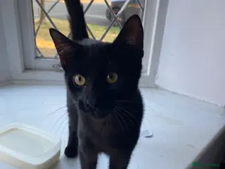 Mixed Breed cats One male one female - Advert 10