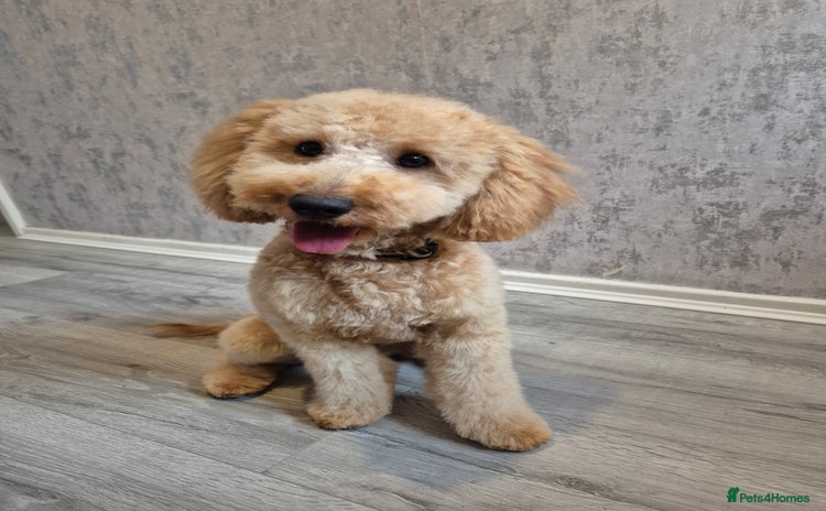 Miniature Poodle dogs 1 year old minature poodle - Advert 1