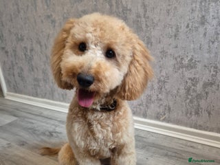 Miniature Poodle dogs for sale: 1 year old minature poodle - Advert 1