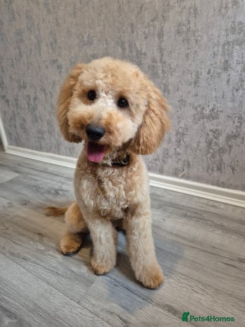 Miniature Poodle dogs 1 year old minature poodle - Advert 1