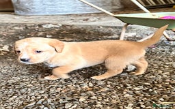 Labrador Retriever dogs for sale: Stunning Fox red labradors - Image 6