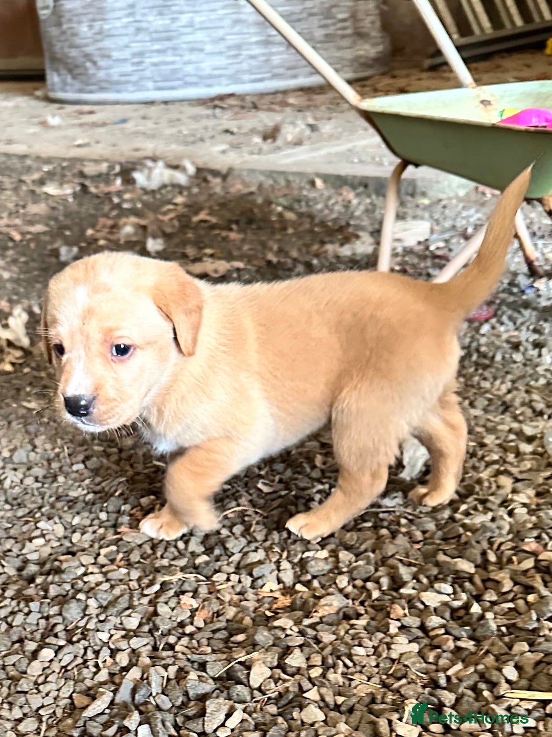 Labrador Retriever dogs for sale: Stunning Fox red labradors - Image 6