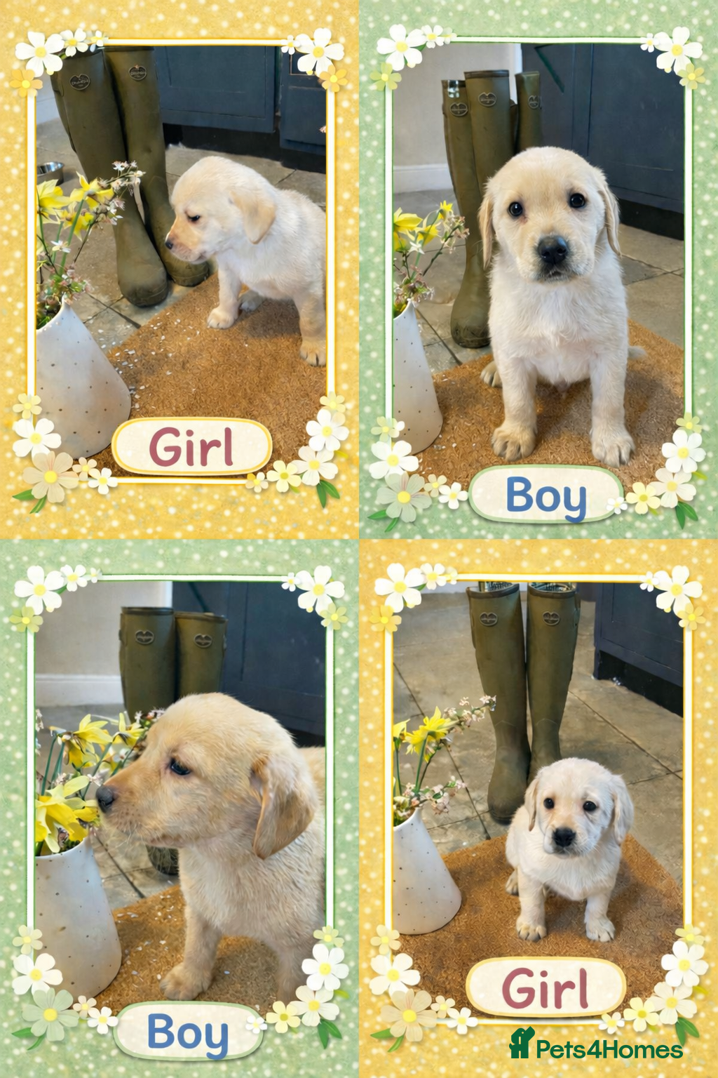 Labrador Retriever dogs Beautiful Labrador Puppies  - Advert 15