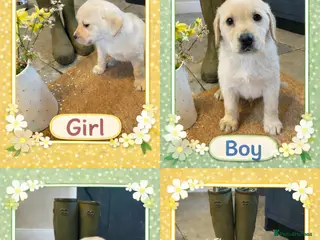 Labrador Retriever dogs Beautiful Labrador Puppies - Advert 15