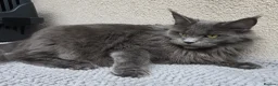Maine Coon cats for sale: Blue & Blue Smoke Maine Coon Kittens Stunning Tica - Advert 25