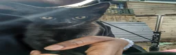 Mixed Breed cats for sale: Beautiful Black Ghost Tabby in London - Advert 3