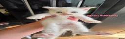 Mixed Breed cats for sale: 3 boys + 3 girls white kitten for sale - Advert 8