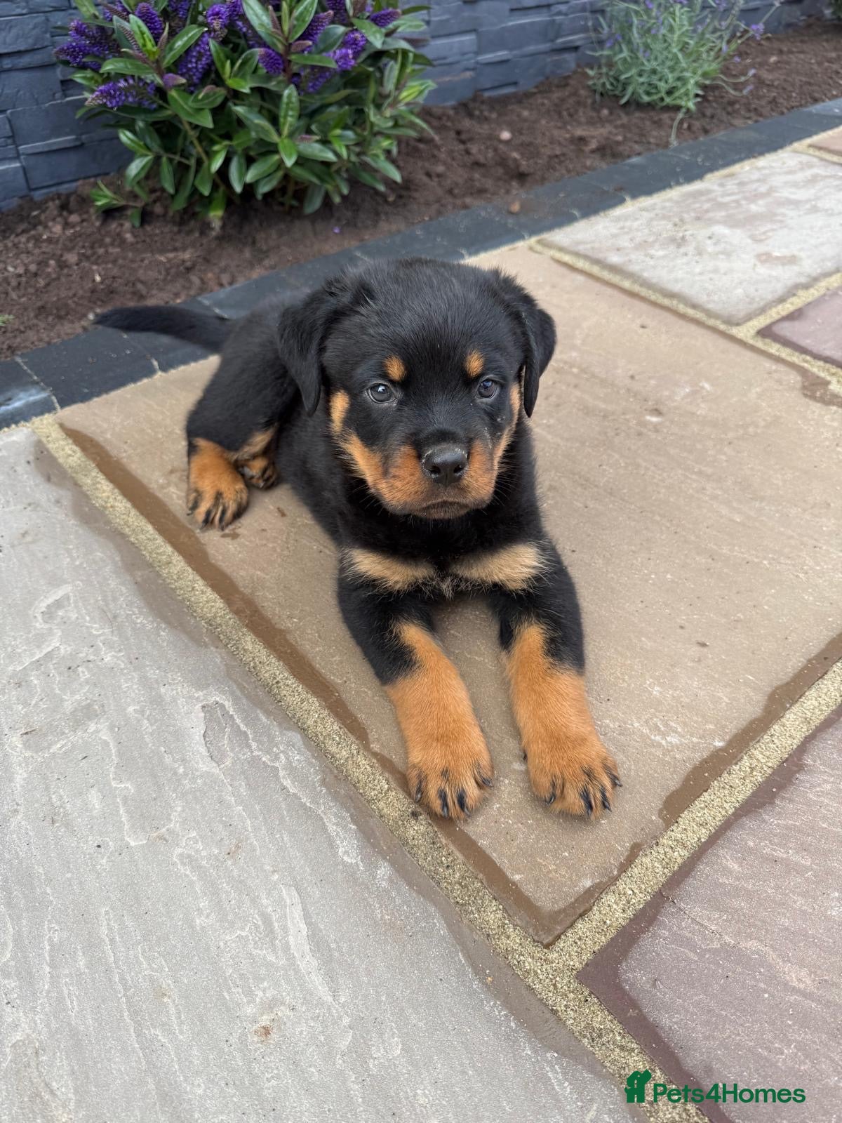 Rottweiler dogs FULLKC GERMAN LINES🏆💙 2BOYS LICENSED BREEDER 5⭐️ - Advert 1