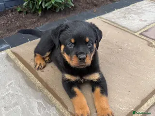Rottweiler dogs FULLKC GERMAN LINES🏆💙 2BOYS LICENSED BREEDER 5⭐️ - Advert 1