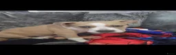 Mixed Breed dogs for sale: Mr  **   in Potters Bar - Advert 1