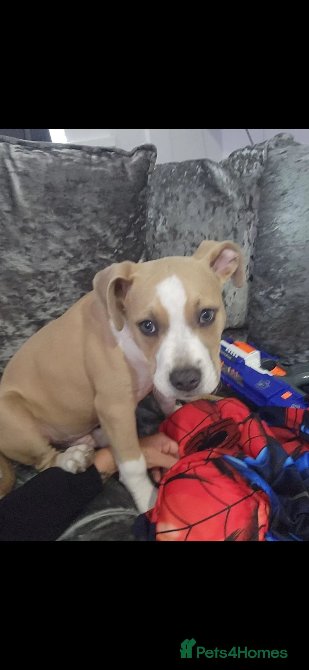 Mixed Breed dogs for sale: Mr  **   in Potters Bar - Advert 1