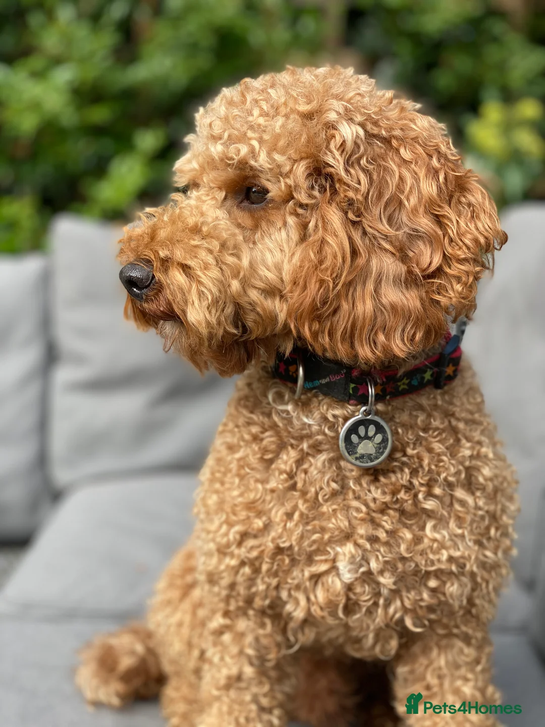 Miniature Poodle dogs for stud: Red Miniature Poodle Stud, KC and health tested in Tonbridge - Advert 2
