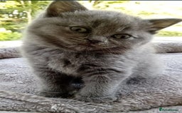 British Shorthair cats for sale: British short hair  - Image 2