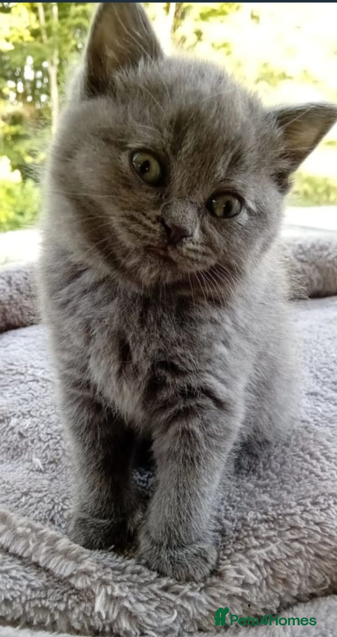 British Shorthair cats for sale: British short hair  - Image 2