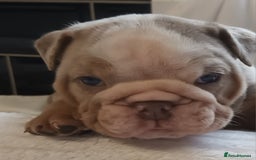 English Bulldog dogs for sale: Dwkc englìsh bulldog puppies  - Image 33