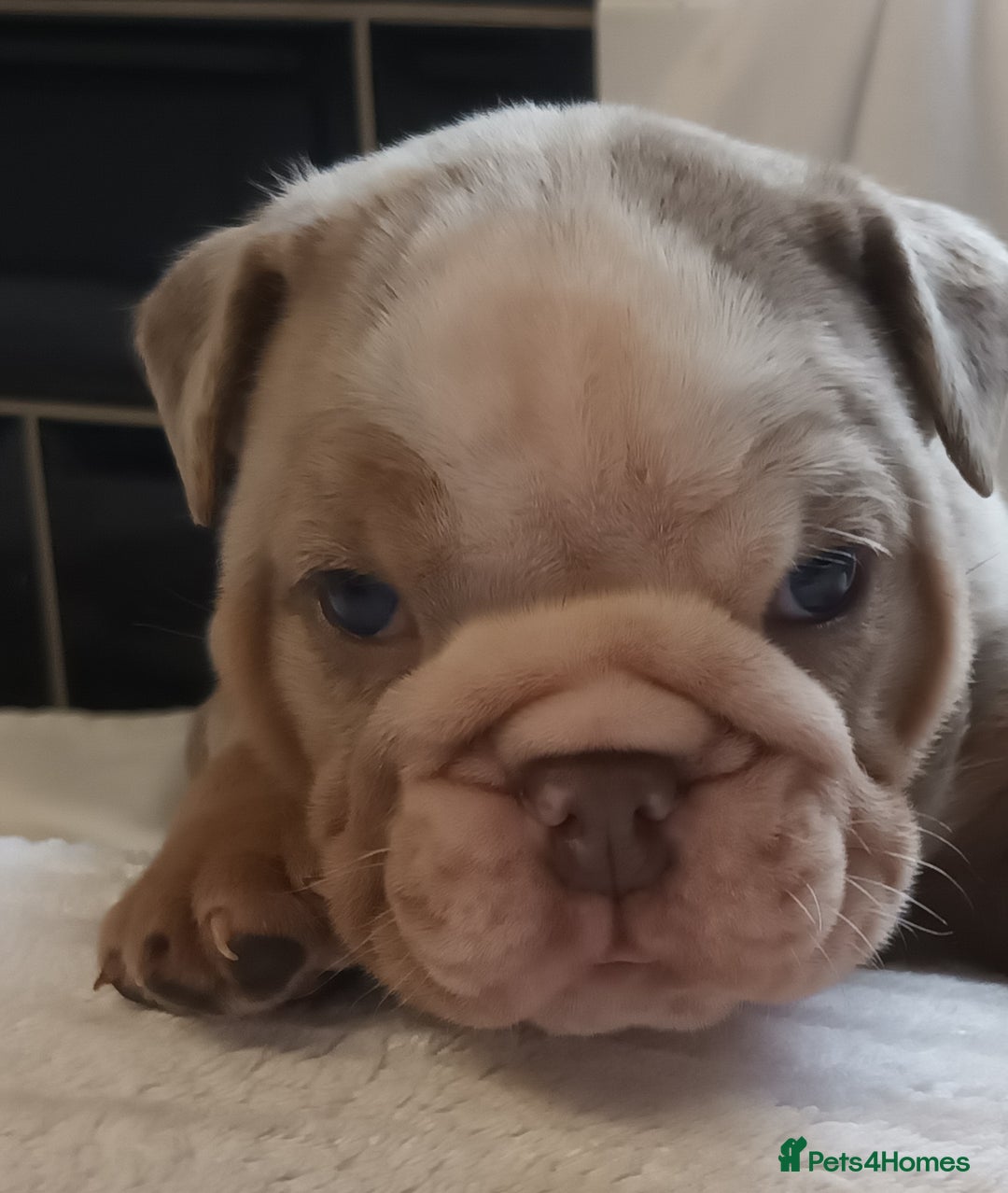 English Bulldog dogs for sale: Dwkc englìsh bulldog puppies  - Image 33