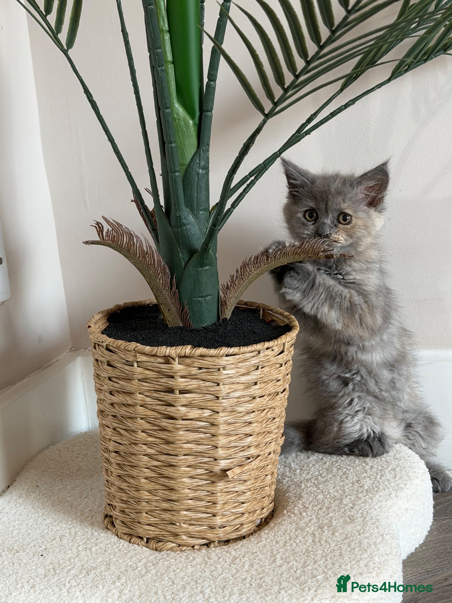 Maine Coon cats Maincoon kittens 🐱  - Advert 2