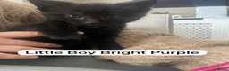 Mixed Breed cats for sale: Beautiful black and black and white kittens  in Wallasey - Advert 8