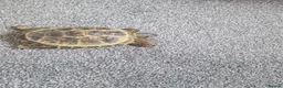 Hermann Tortoise reptiles for sale: Hermann Tortoise  - Advert 1