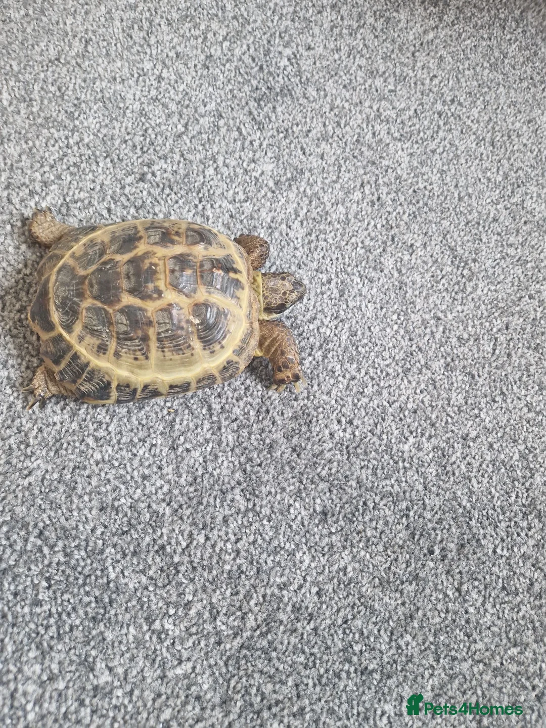 Hermann Tortoise reptiles for sale: Hermann Tortoise  - Advert 1