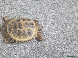 Hermann Tortoise reptiles Hermann Tortoise - Advert 2