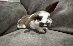 Mini Lop rabbits for sale: Stunning Mini Lop Bucks  - Image 14