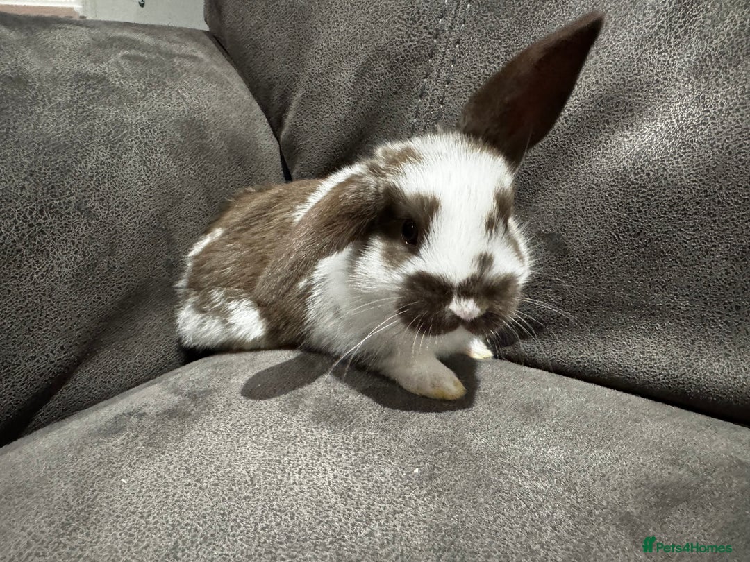 Mini Lop rabbits for sale: Stunning Mini Lop Bucks  - Image 14