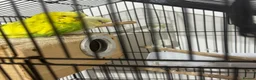 Budgerigars birds for sale: Pair of Budgies for Sale with Cage in Halifax - Advert 8