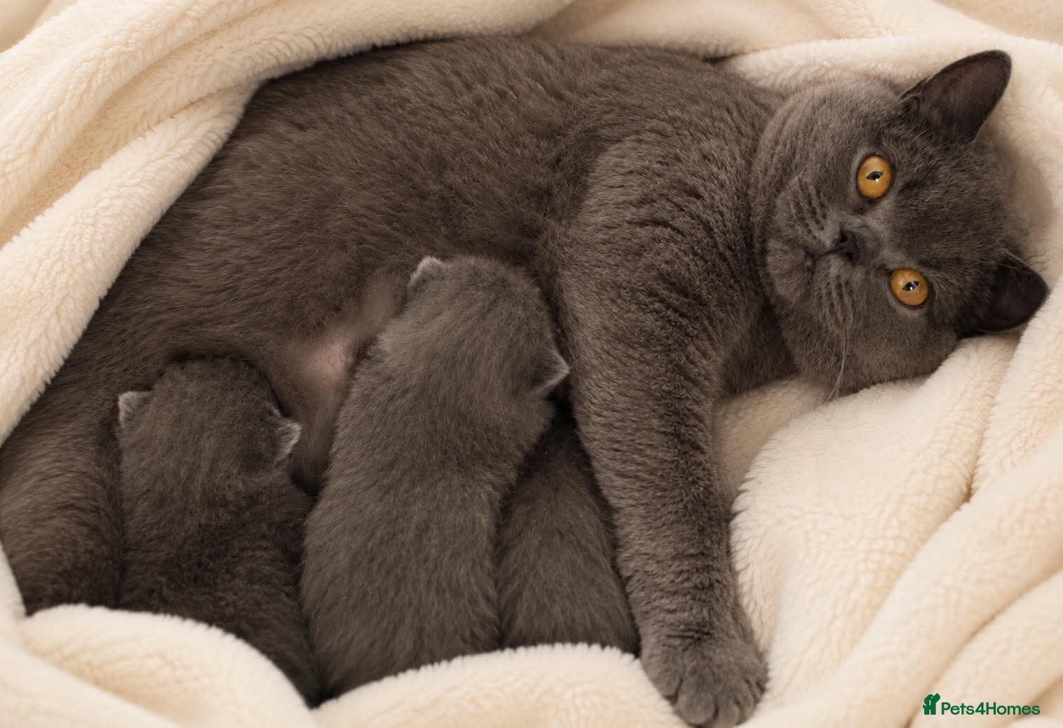 British Shorthair cats British Shorthair Pedigree Kittens - Advert 15