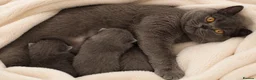 British Shorthair cats for sale: British Shorthair Pedigree Kittens - Advert 6