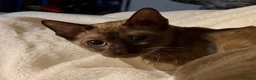 Bengal cats for sale: Beautiful Bengal female cat in Leek - Advert 2