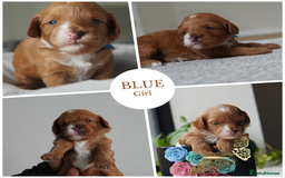Cavapoo dogs for sale: Beautiful toy Cavapoo puppies 🐶 🐾 - Image 7