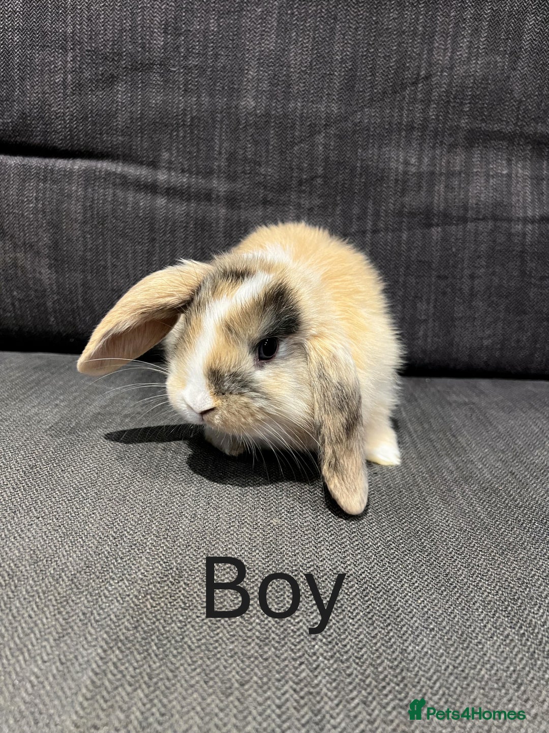 Mini Lop rabbits for sale: 🐰 Adorable mini lop Rabbits for Sale - Advert 5