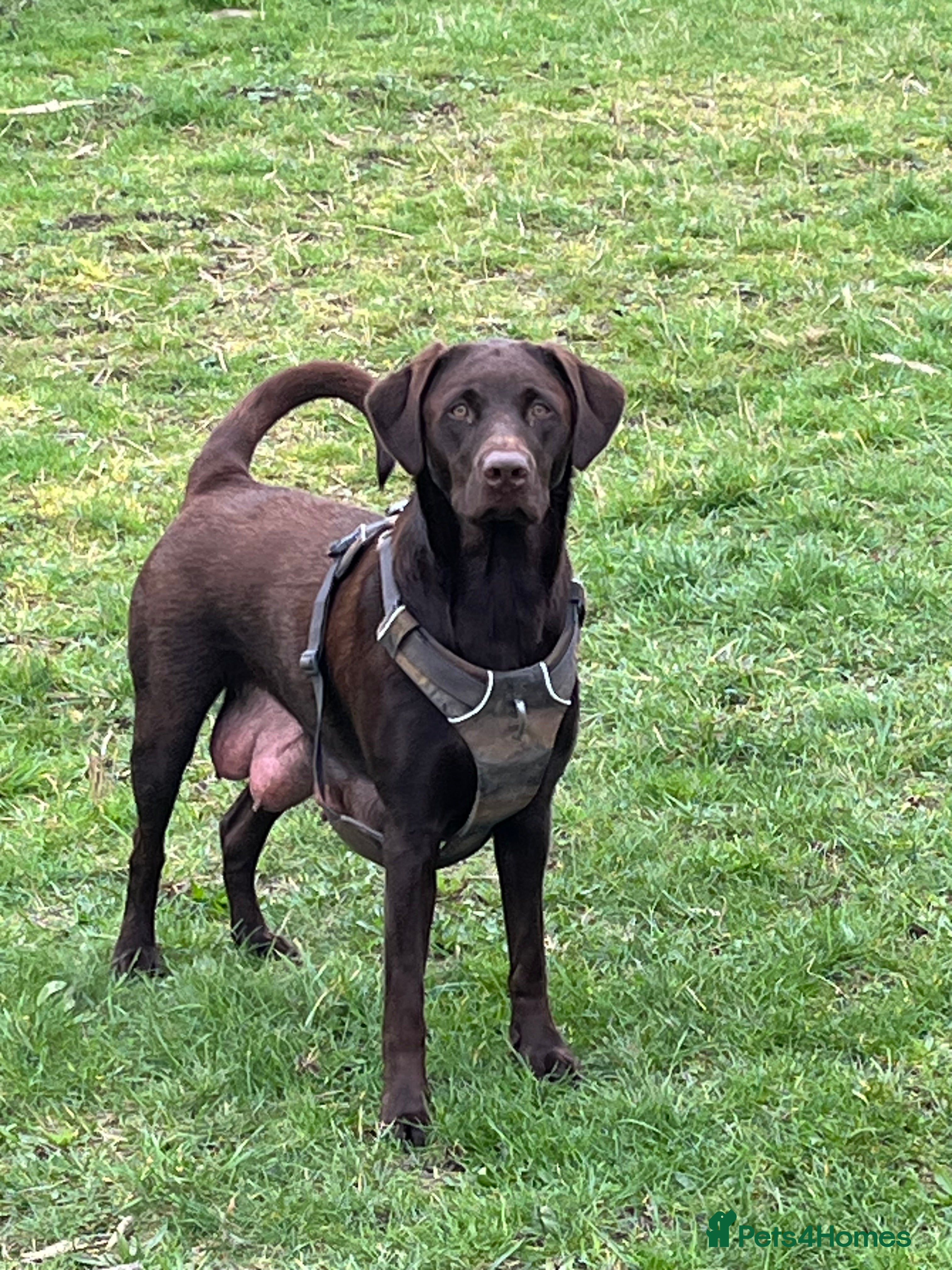 Labrador Retriever dogs x9 Labrador Puppies - Advert 13