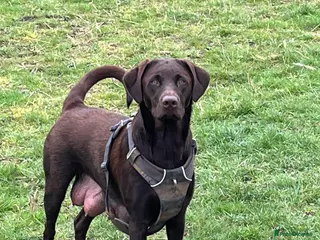 Labrador Retriever dogs x9 Labrador Puppies - Advert 13
