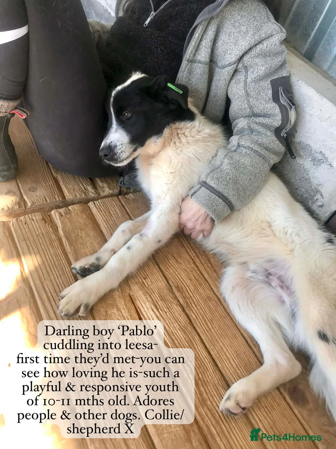 Mixed Breed dogs for adoption: Pablo, 10-11 months, Available for adoption. - Advert 1