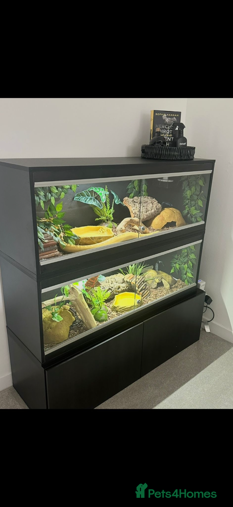 Python Snake reptiles Male and Female Royal Pythons - Advert 3