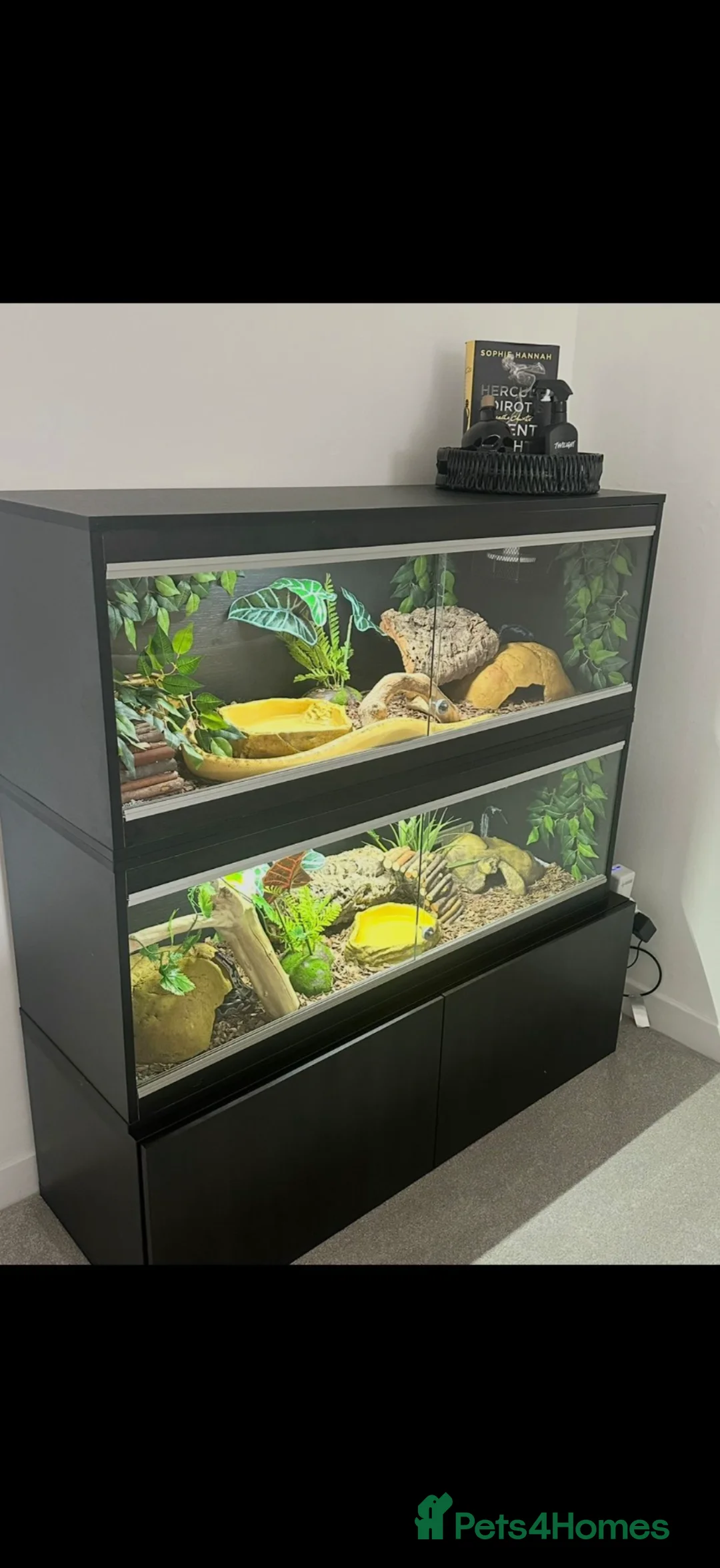 Python Snake reptiles for sale: Male and Female Royal Pythons - Advert 1