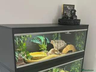 Python Snake reptiles Male and Female Royal Pythons - Advert 3