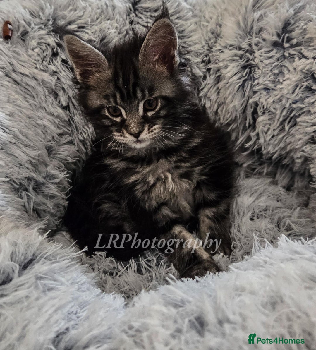 Maine Coon cats for sale: TICA REGISTERED MAINE COONS - Advert 8