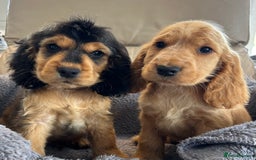 Cocker Spaniel dogs for sale: Reduced last 2 ‼️ £950 Kc reg show cocker puppies  - Image 1