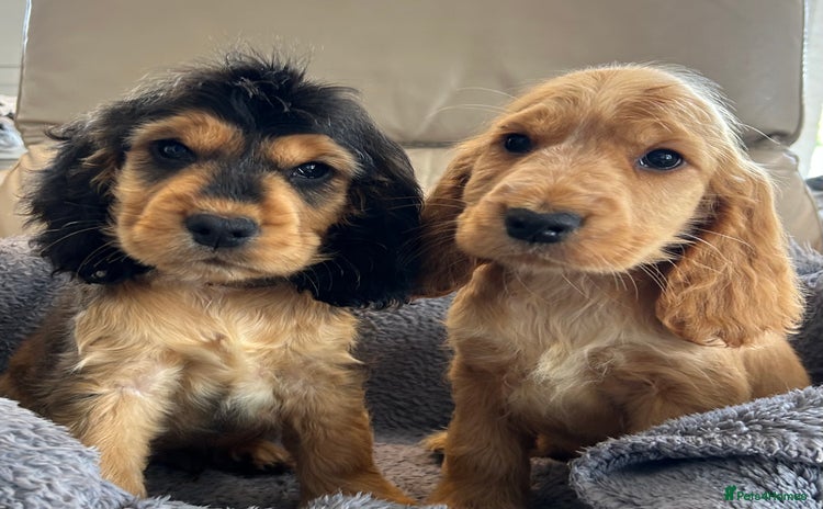 Cocker Spaniel dogs - Advert 5