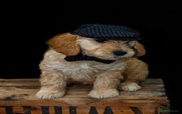 Mini Goldendoodle dogs for sale: F1 pups by POLICE Dog Trainer / Council Licensed  - Image 1