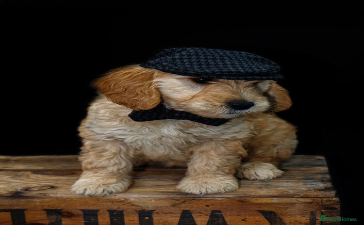 Mini Goldendoodle dogs - Advert 16