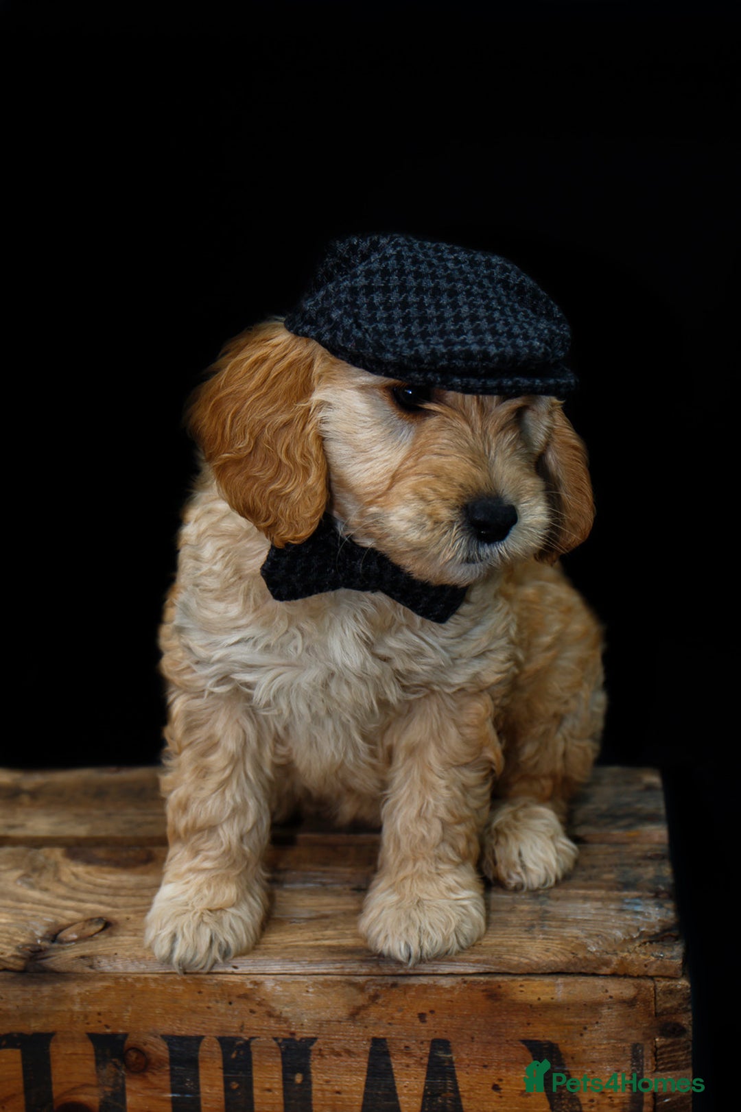 Mini Goldendoodle dogs for sale: F1 pups by POLICE Dog Trainer / Council Licensed  - Image 1